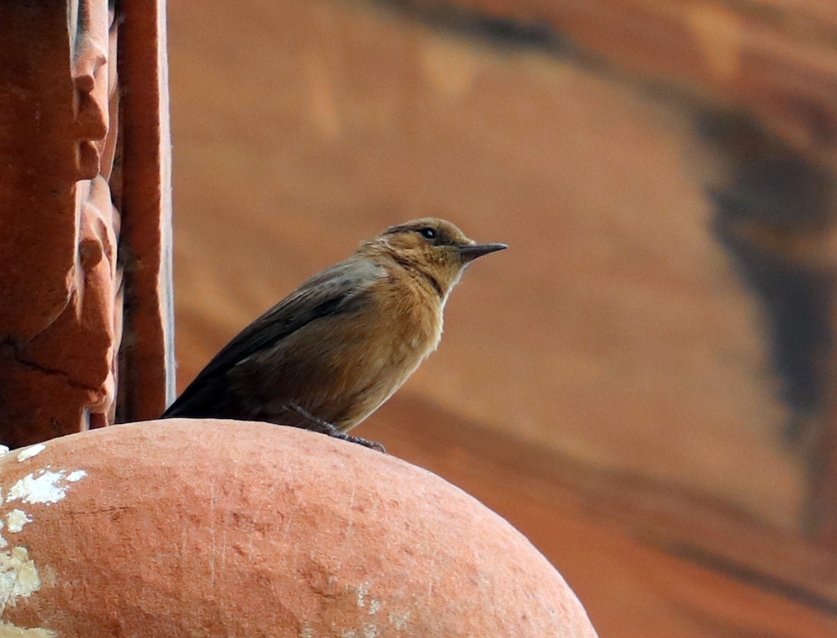 Brown Rock Chat - Dmitrii Travin