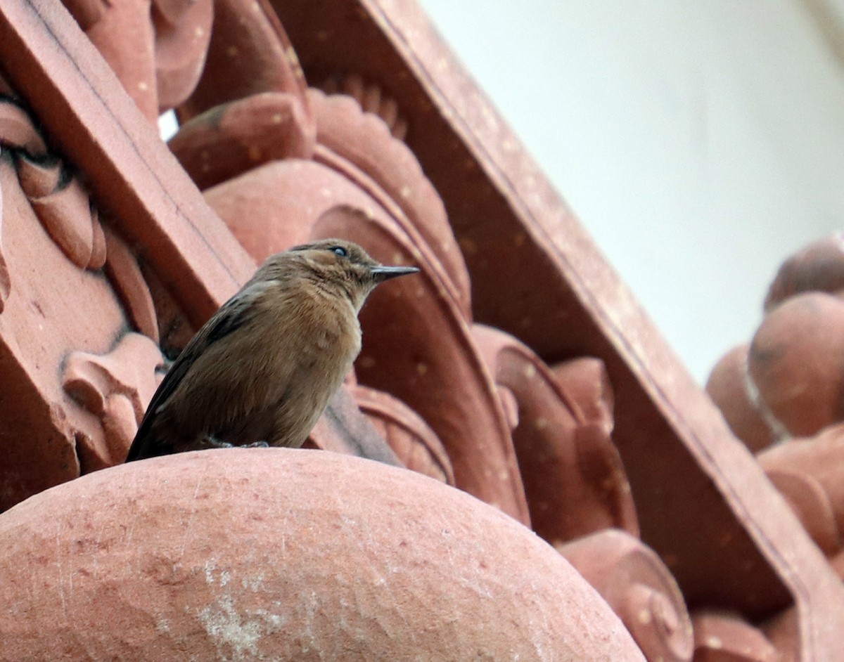 Brown Rock Chat - Dmitrii Travin