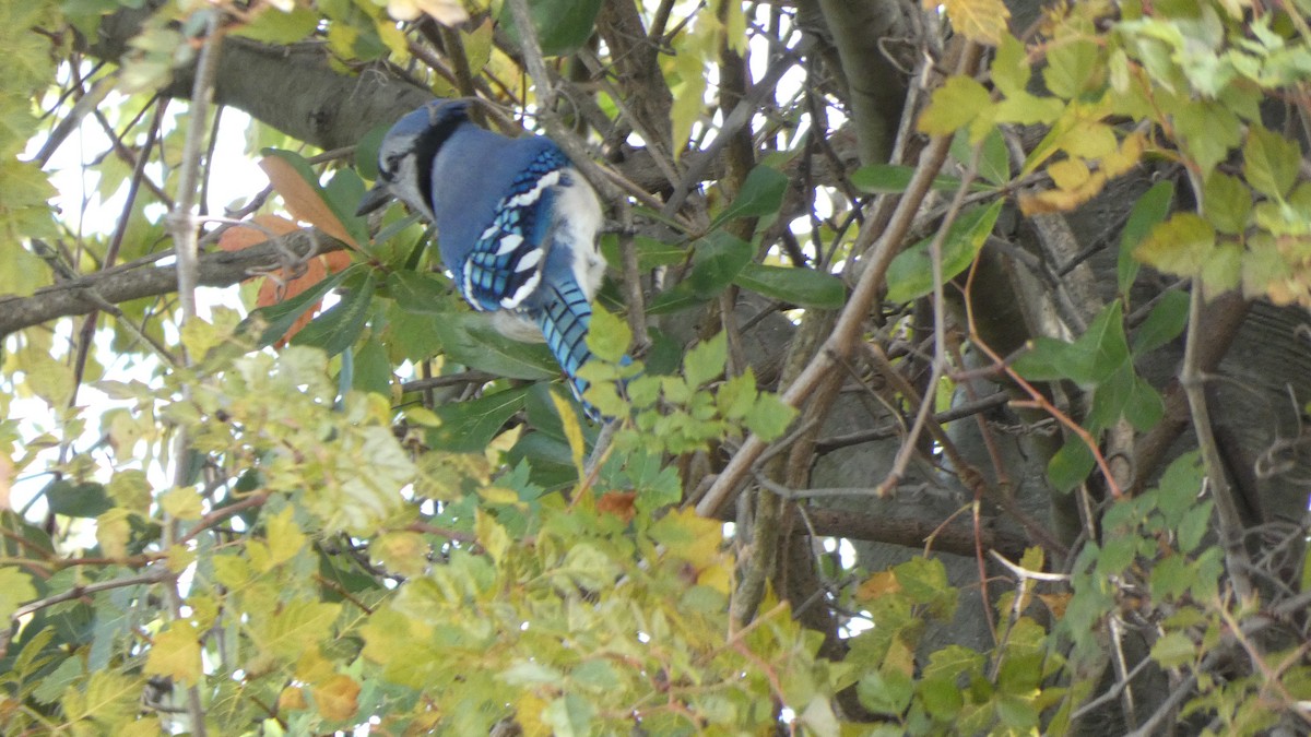 Blue Jay - ML612101643