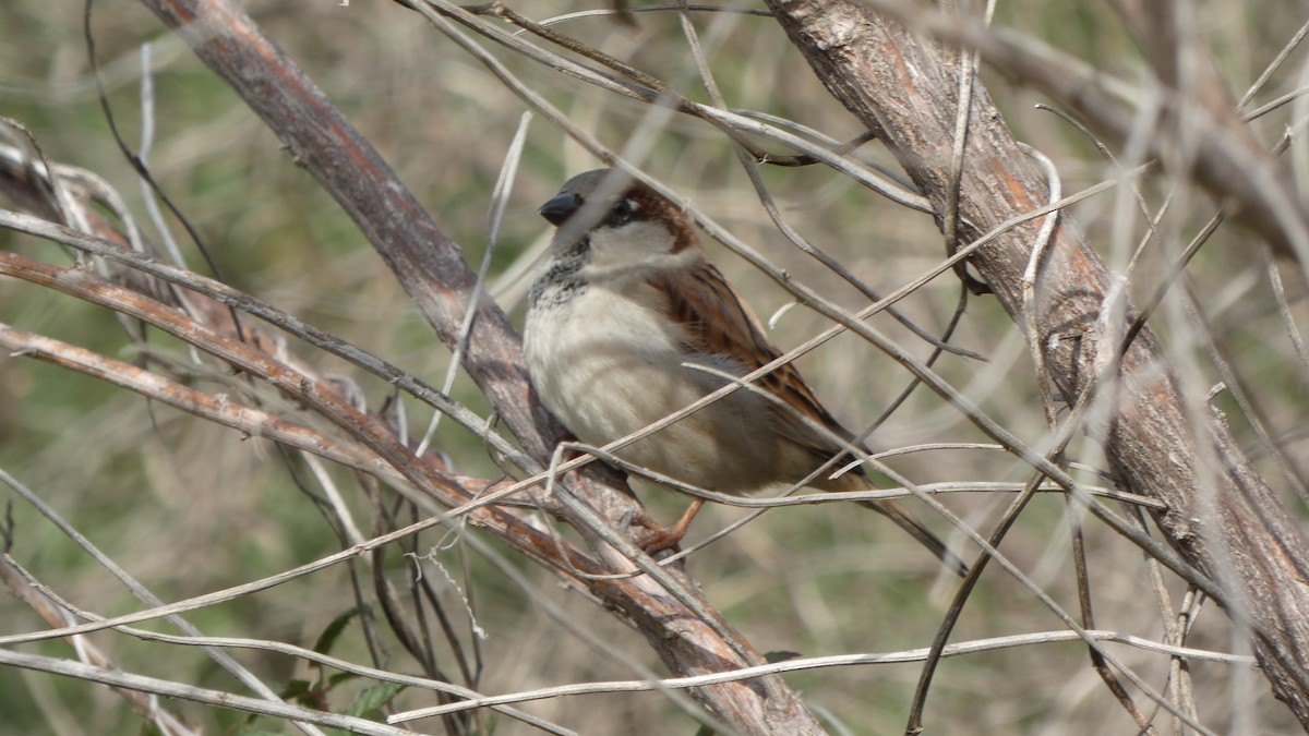 House Sparrow - ML612101665