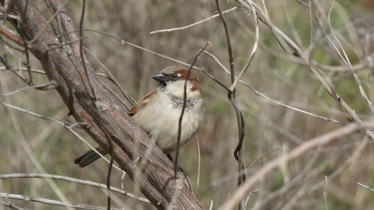 House Sparrow - ML612101666