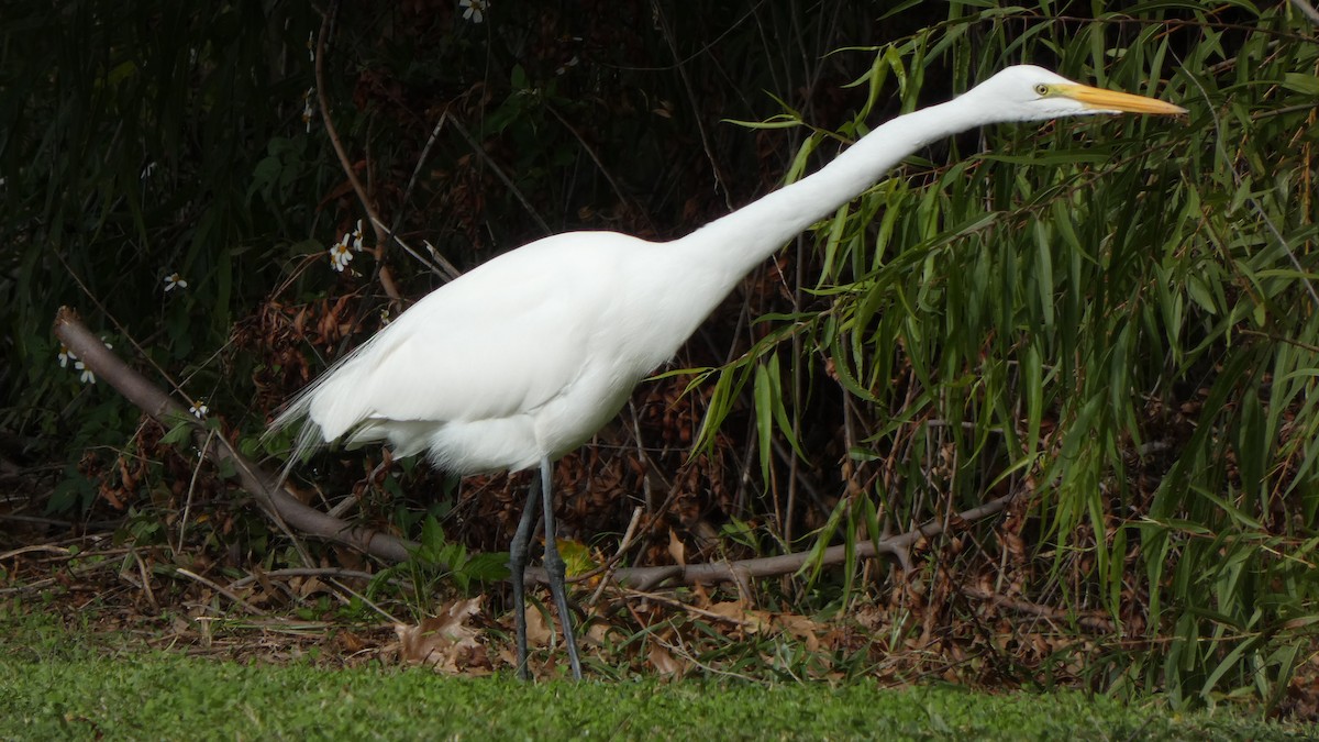 Great Egret - ML612101705