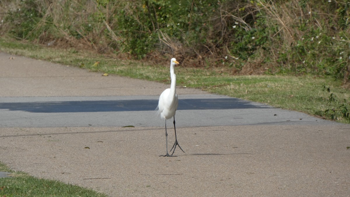 Great Egret - ML612101706