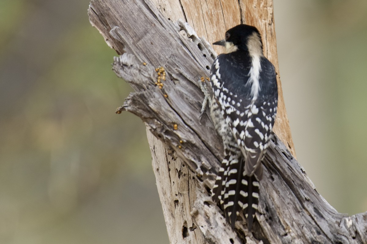 White-fronted Woodpecker - ML612101756