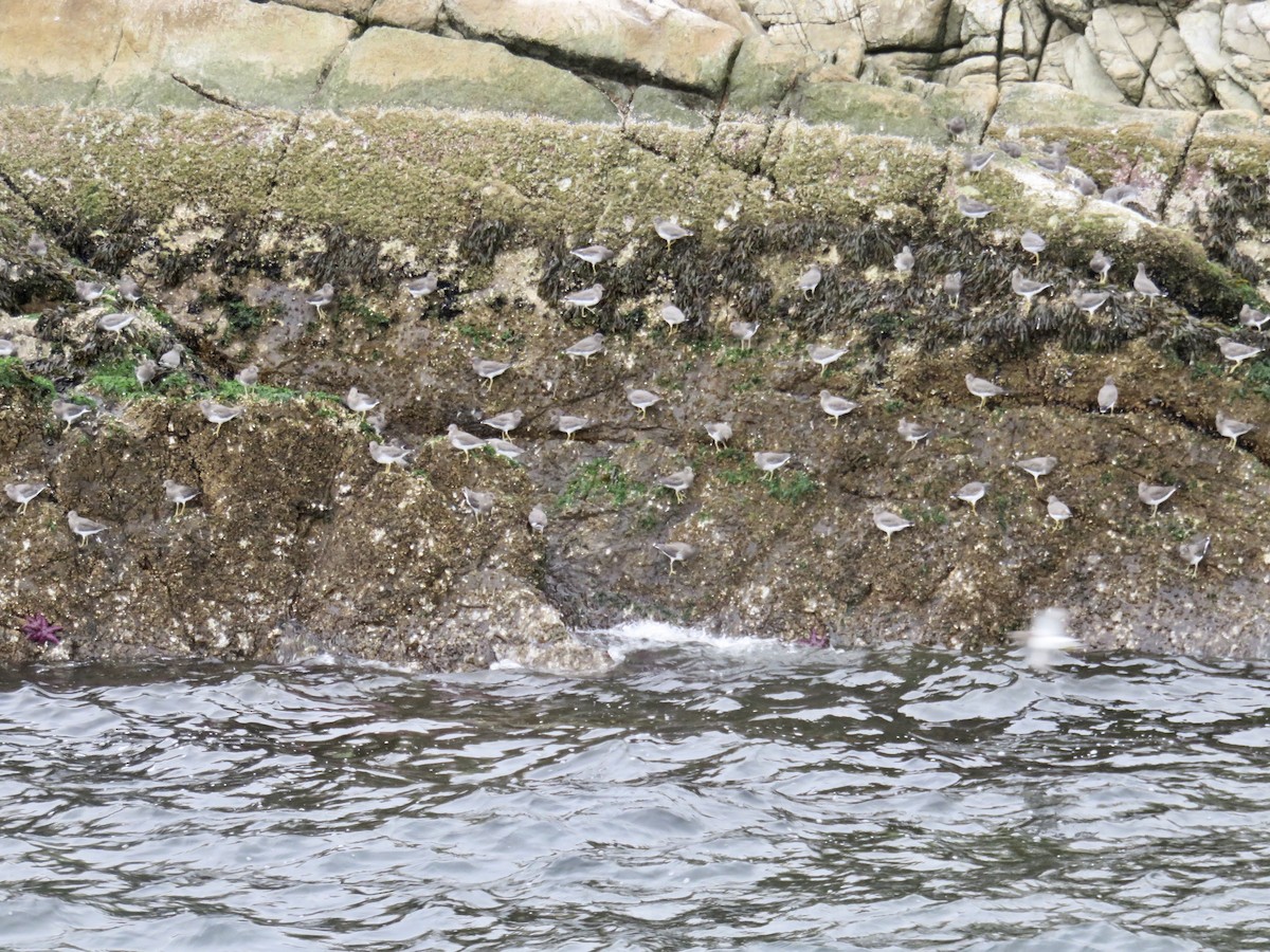 Surfbird - ML612101757