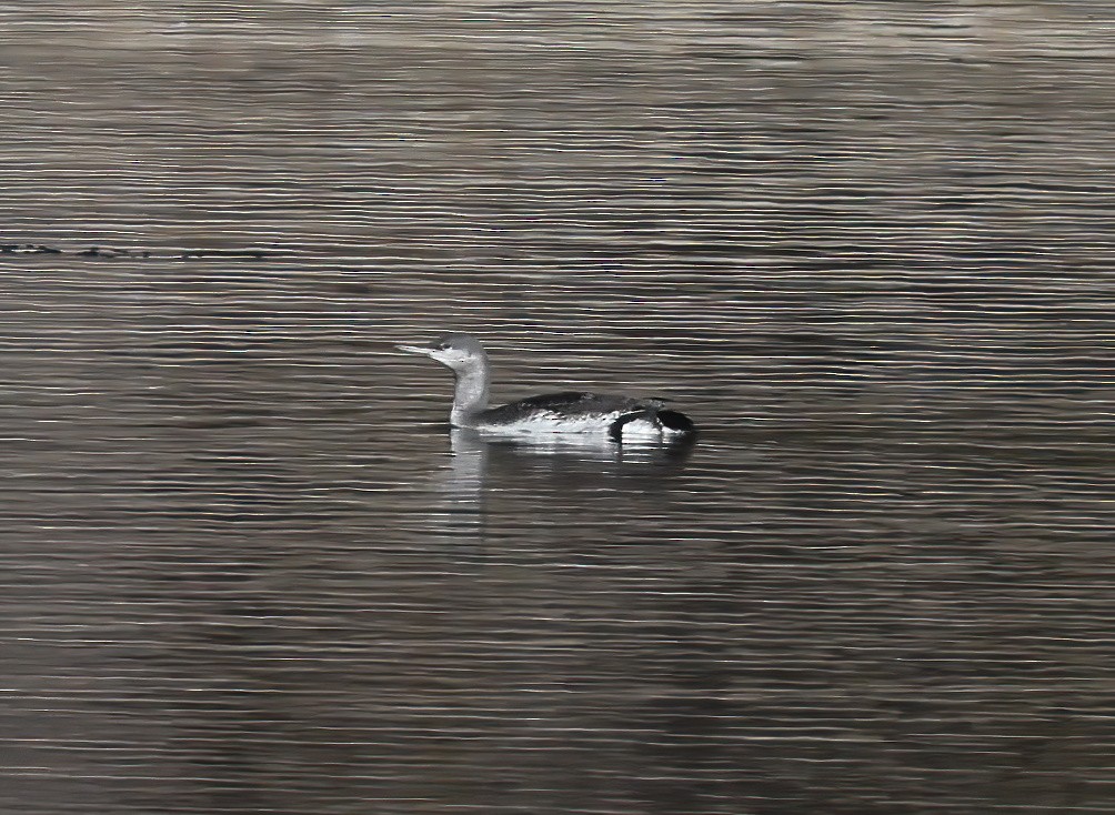 Red-throated Loon - ML612101782