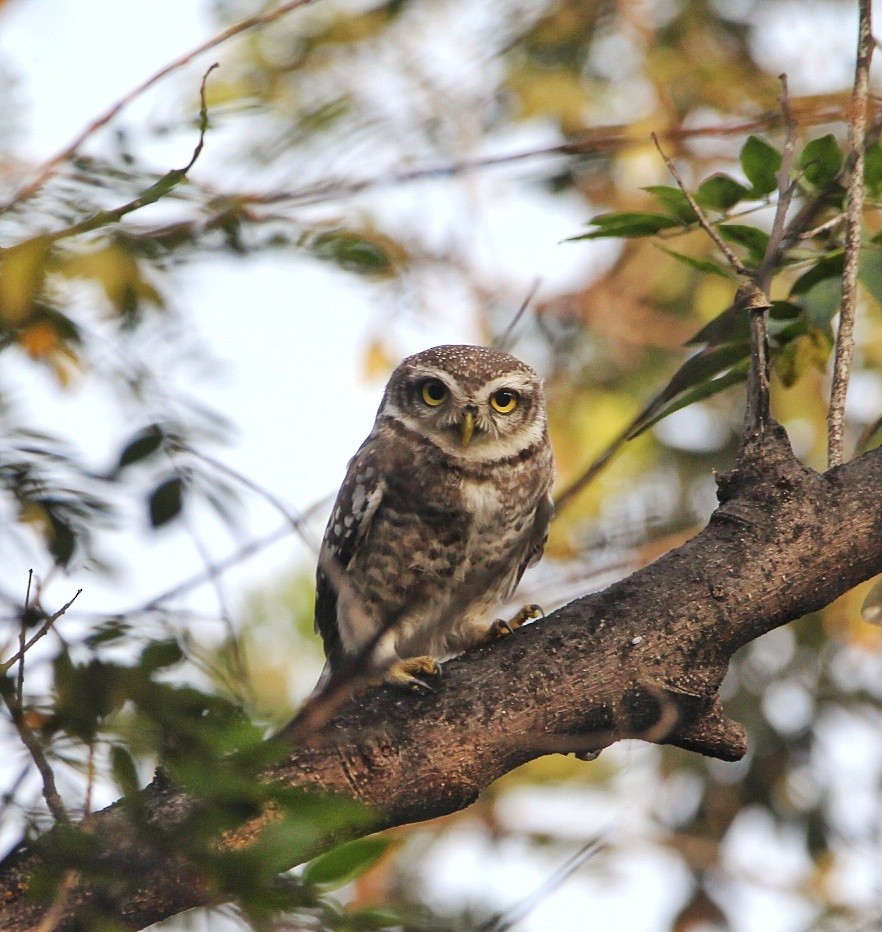 Spotted Owlet - Sanjay Sanglikar