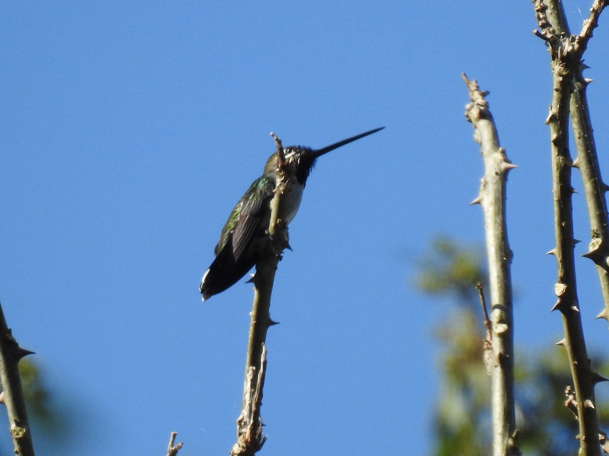 kolibřík hvězdohrdlý - ML612101918