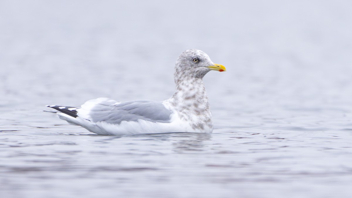 Iceland Gull (Thayer's) - Arthur Mercado