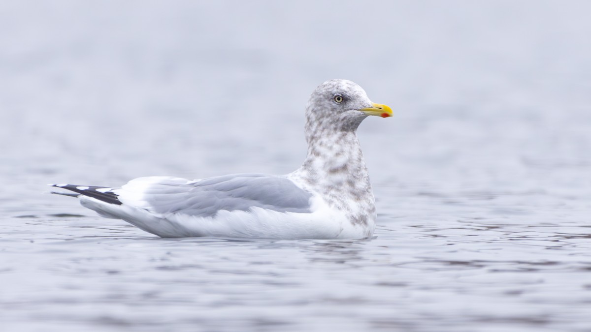 Iceland Gull (Thayer's) - Arthur Mercado