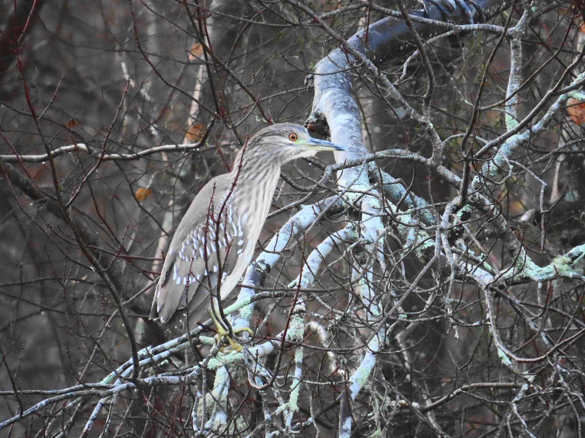 Black-crowned Night Heron - ML612102019