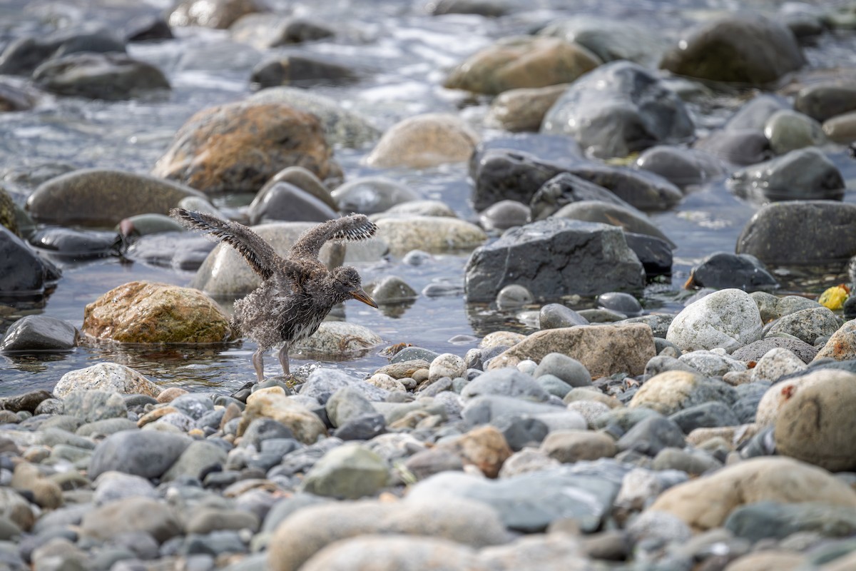 Blackish Oystercatcher - ML612102118