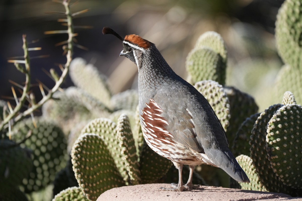 Gambel's Quail - ML612102123