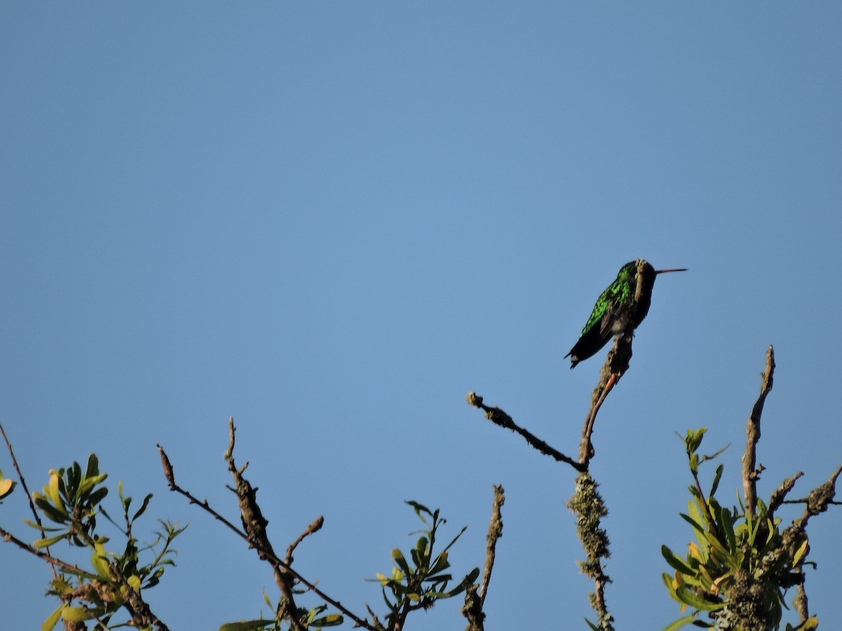 Glittering-bellied Emerald - ML612102299