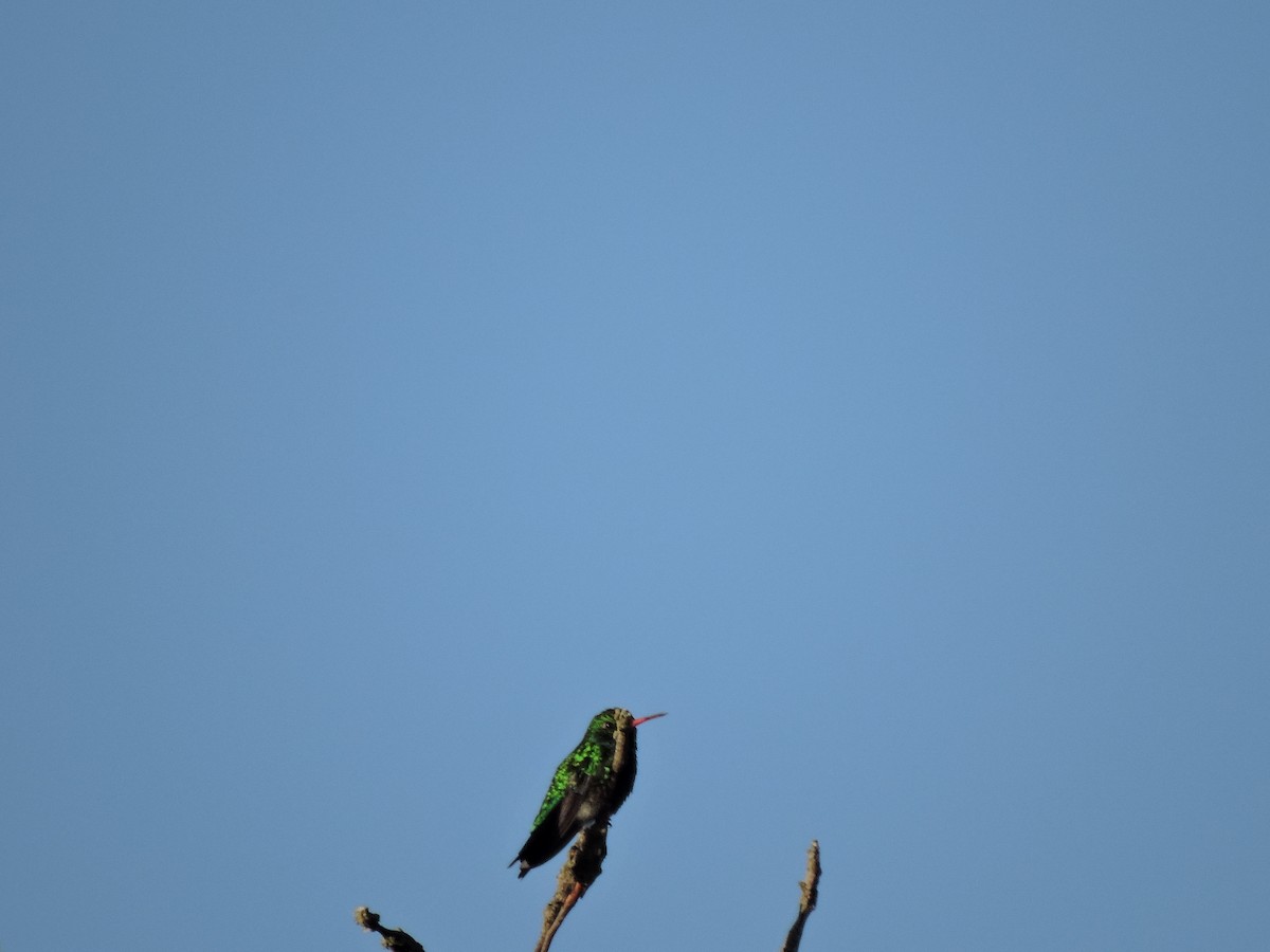 Glittering-bellied Emerald - ML612102300