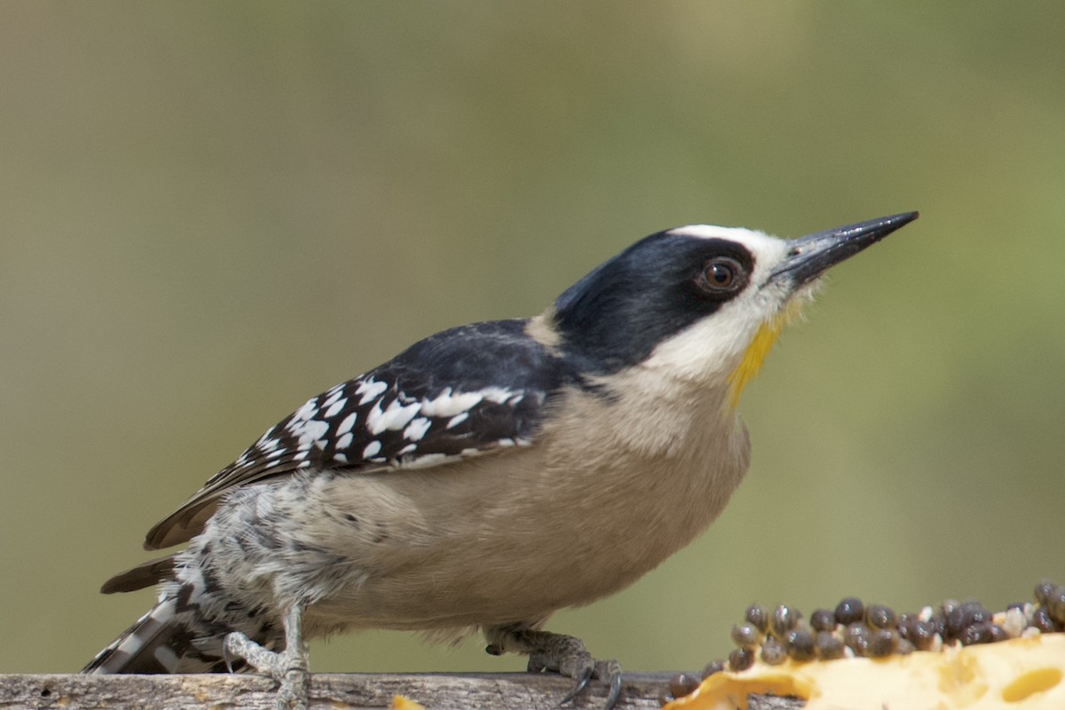 White-fronted Woodpecker - ML612102312