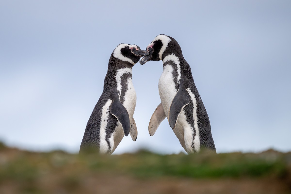 Magellanic Penguin - ML612102512