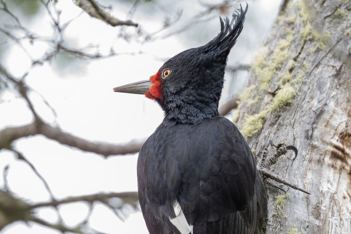 Magellanic Woodpecker - ML612102521