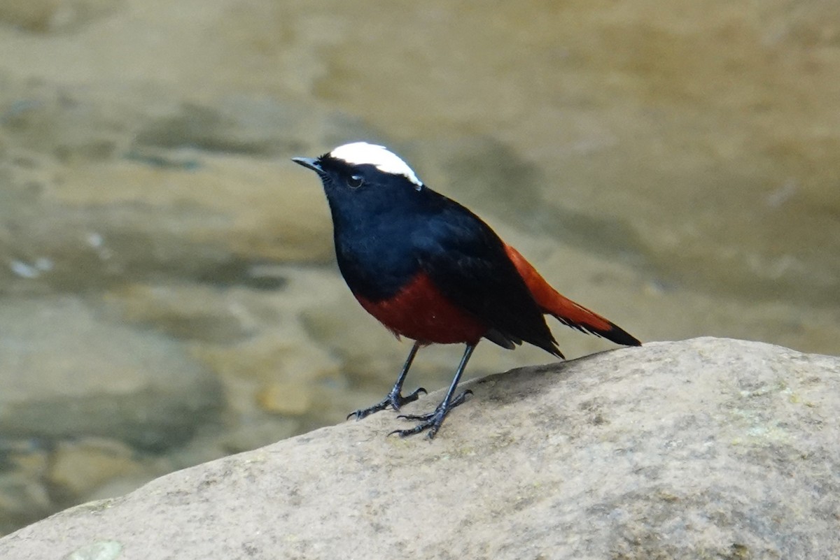 White-capped Redstart - ML612102549