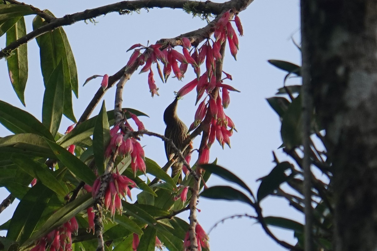 Streaked Spiderhunter - ML612102567