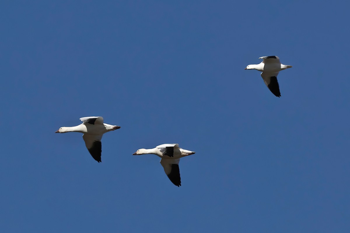 Ross's Goose - ML612102569