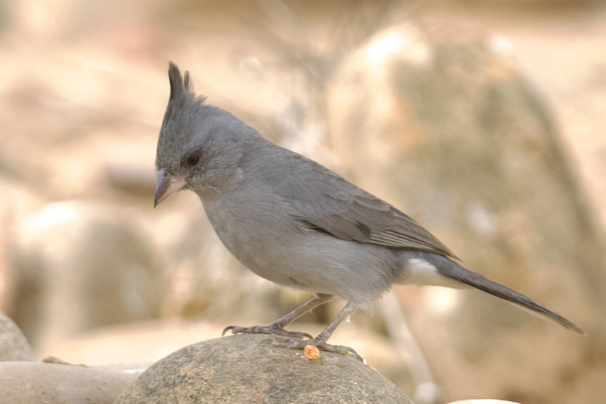 Gray-crested Finch - ML612102702