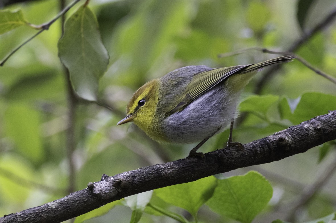 Yellow-throated Woodland-Warbler - Sergio Rivero Beneitez