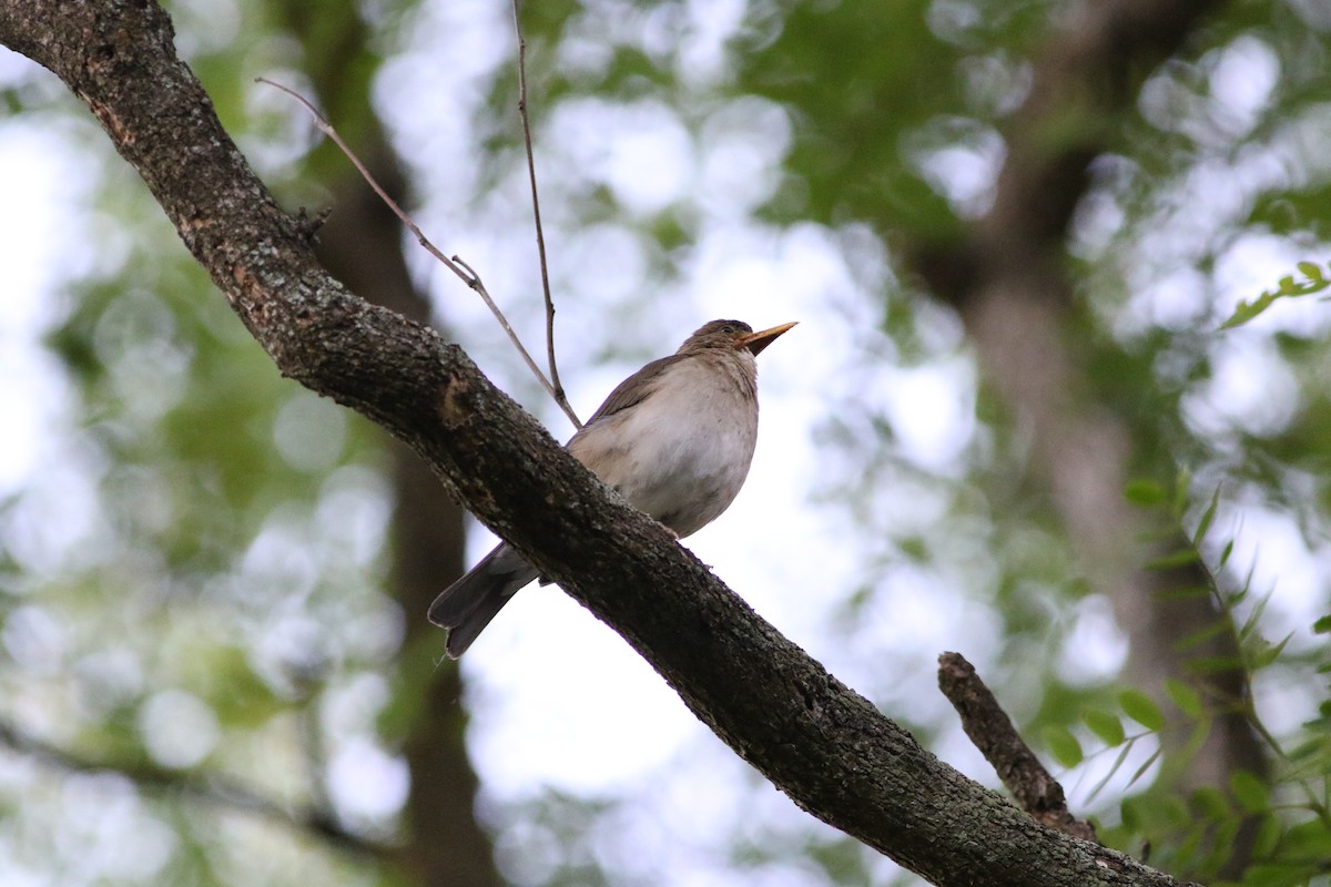 Creamy-bellied Thrush - ML612102819