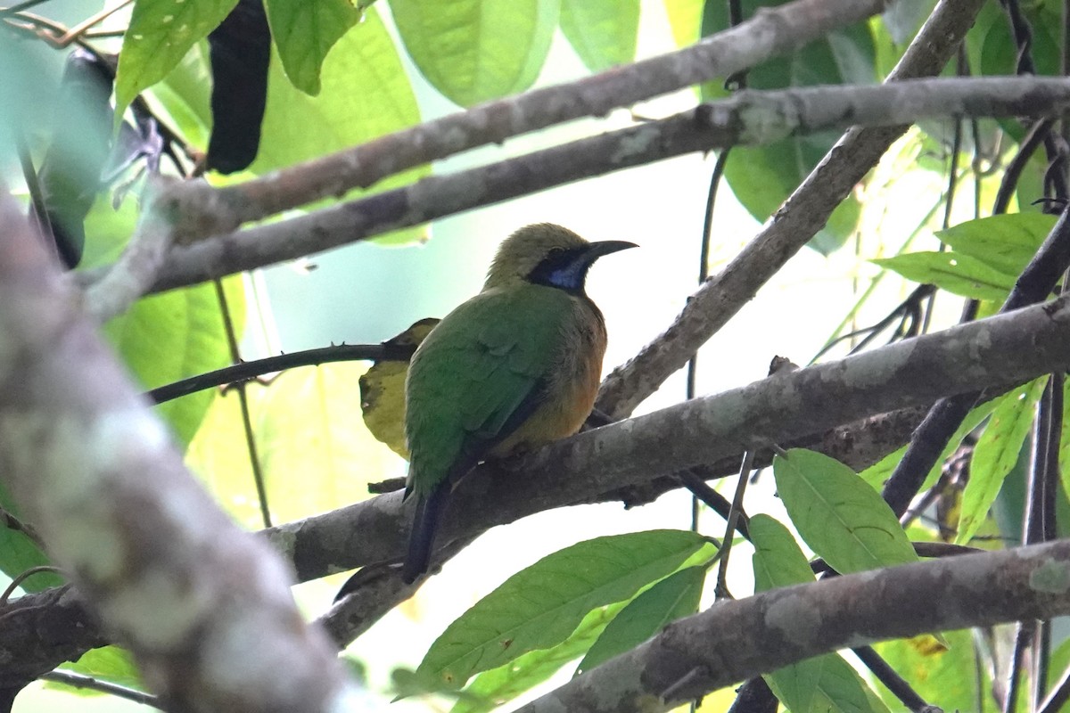 Blue-winged Leafbird - ML612102840