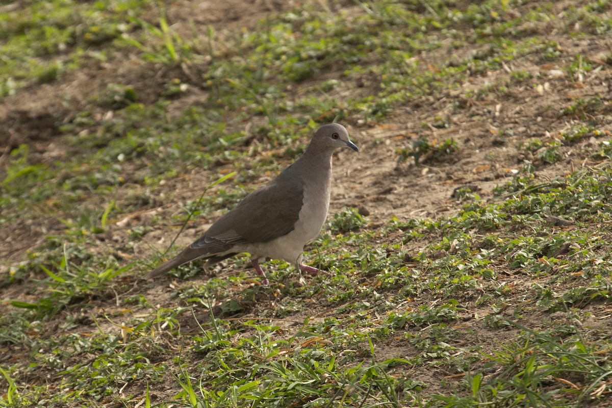 White-tipped Dove - ML612102856