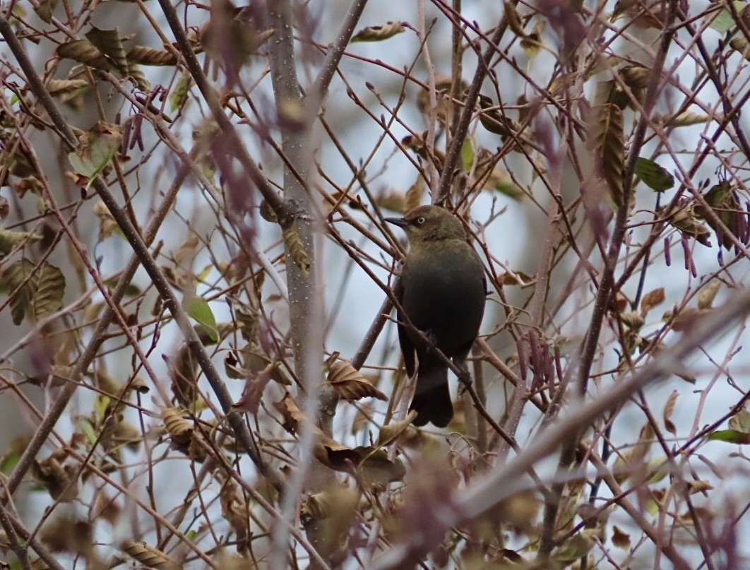 Rusty Blackbird - ML612103011