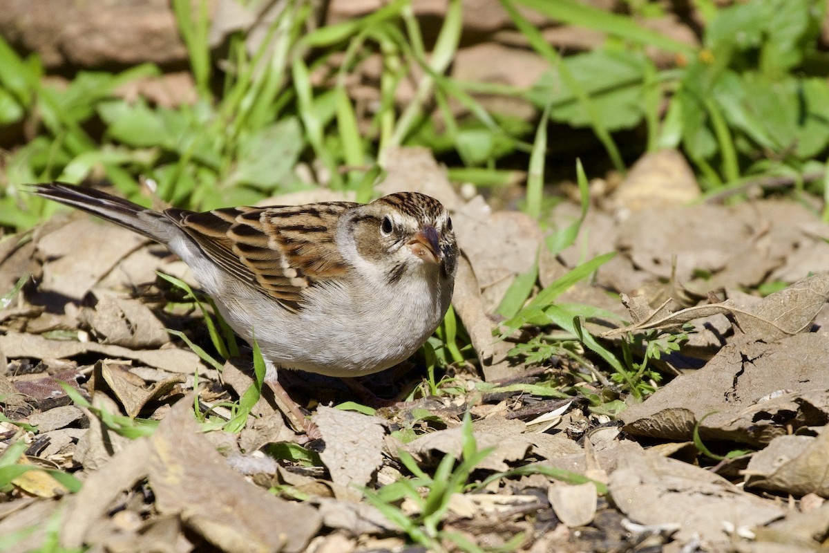 Chipping Sparrow - ML612103053