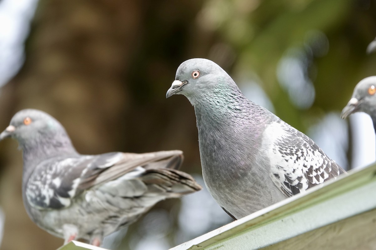 Rock Pigeon (Feral Pigeon) - ML612103059