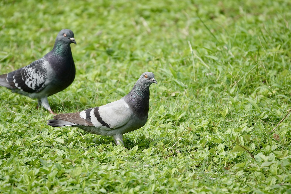 Rock Pigeon (Feral Pigeon) - ML612103060