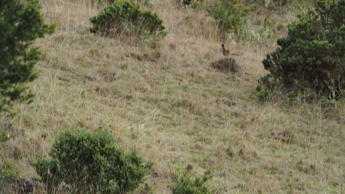 Ring-necked Pheasant (Domestic type) - ML612103178