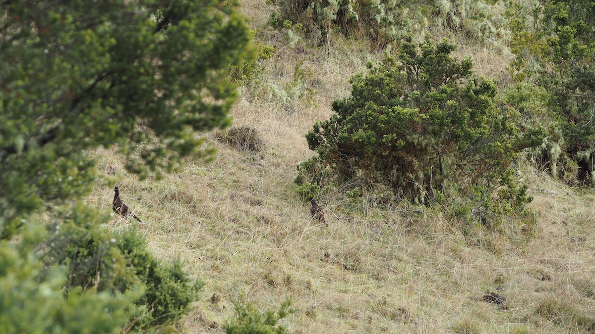 Ring-necked Pheasant (Domestic type) - ML612103181