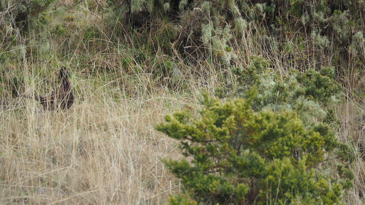 Ring-necked Pheasant (Domestic type) - ML612103184