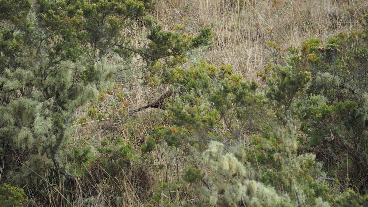 Ring-necked Pheasant (Domestic type) - ML612103195