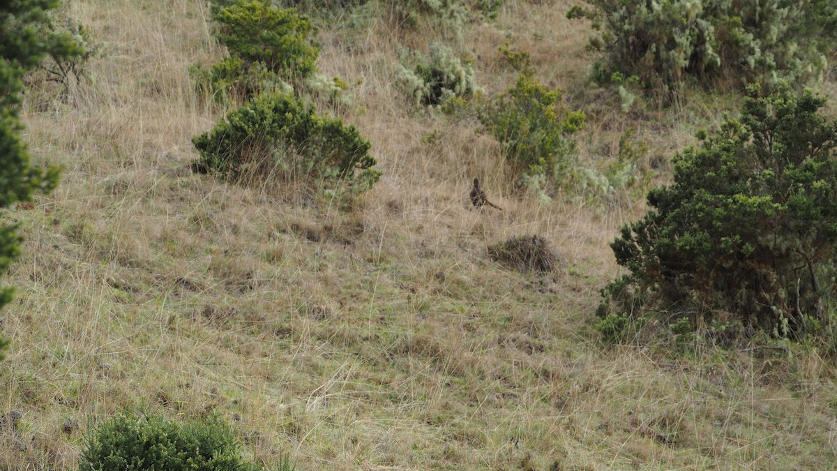 Ring-necked Pheasant (Domestic type) - ML612103199