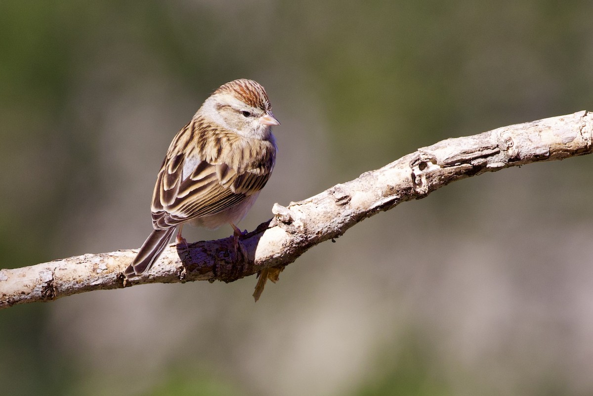 Chipping Sparrow - ML612103208