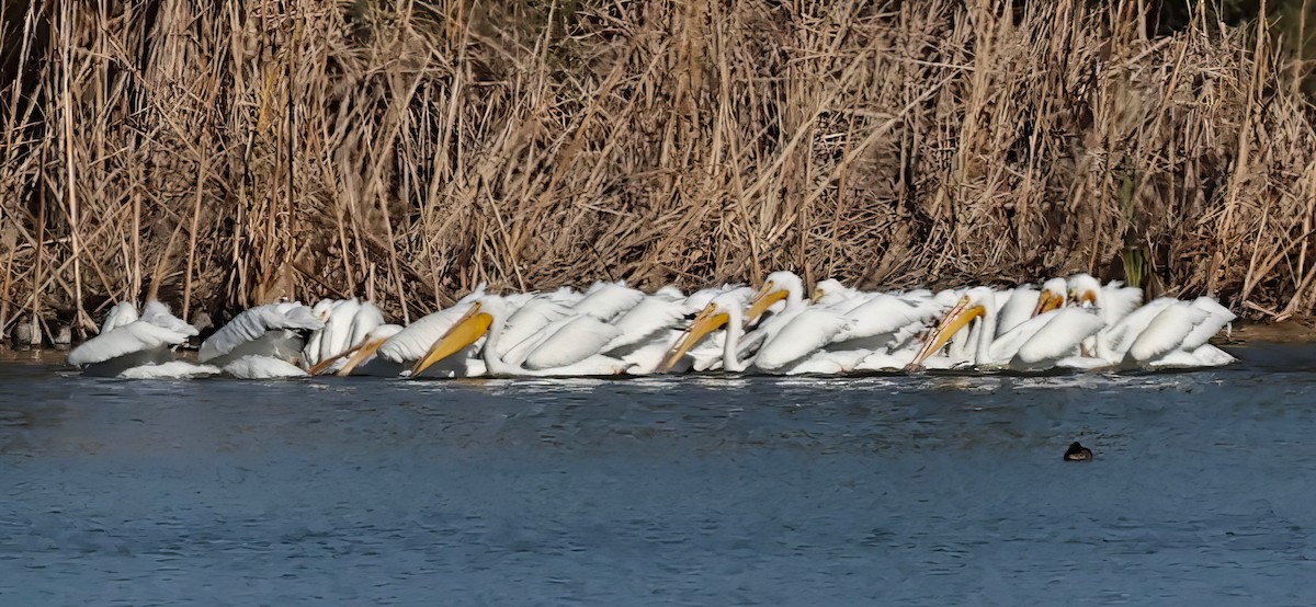 American White Pelican - ML612103211