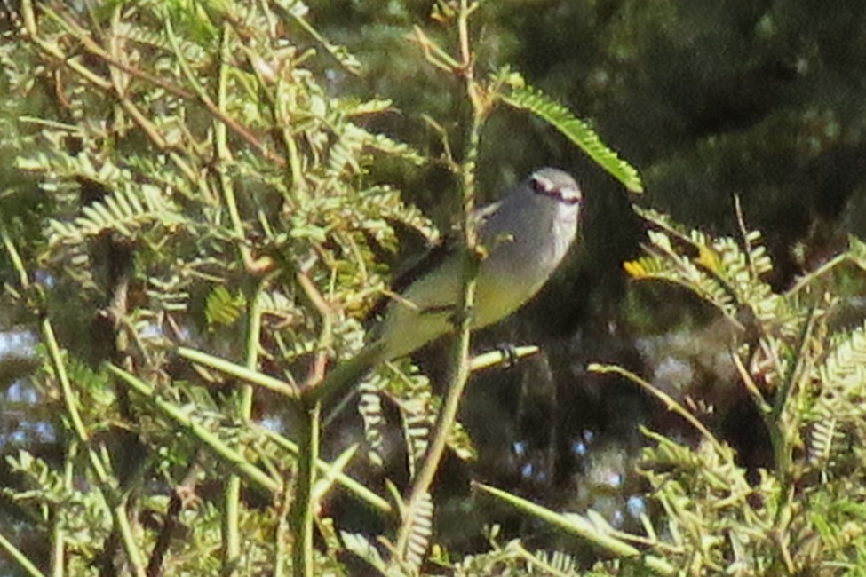 White-crested Tyrannulet (Sulphur-bellied) - Daniel Ouellette