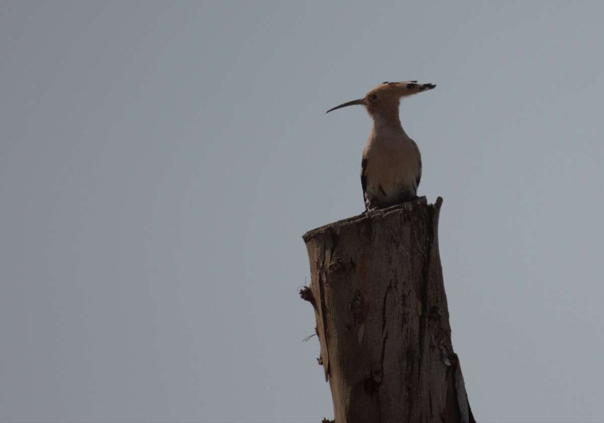 Eurasian Hoopoe - ML612103225