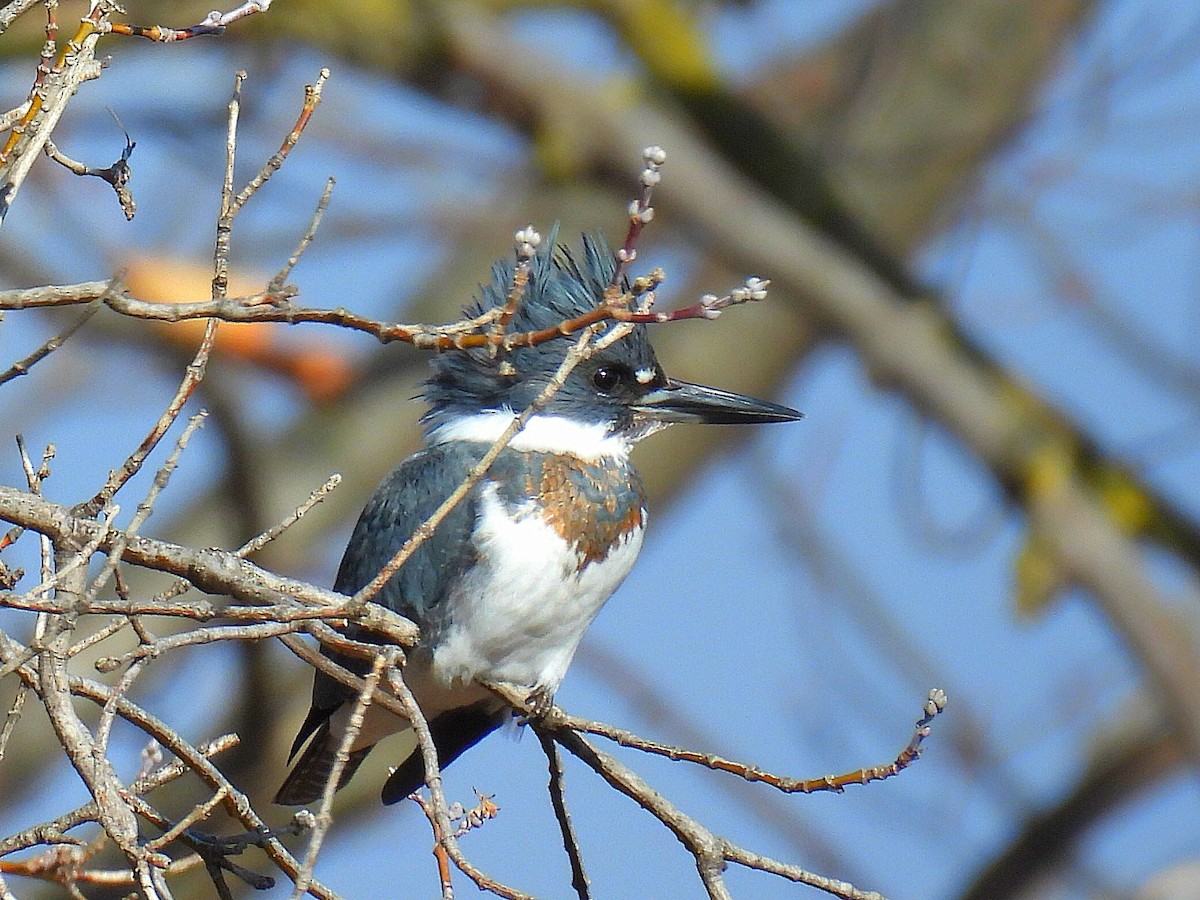 Belted Kingfisher - ML612103233