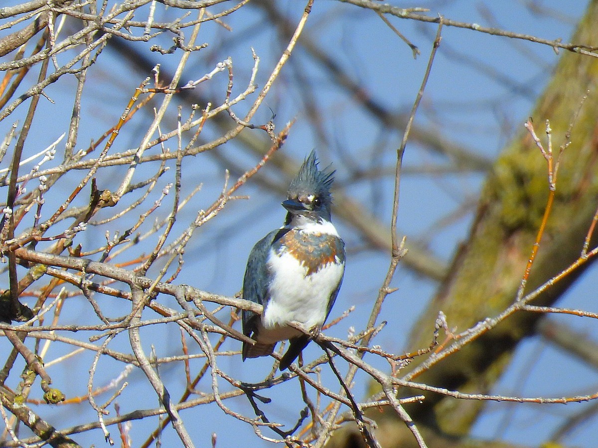 Belted Kingfisher - ML612103235