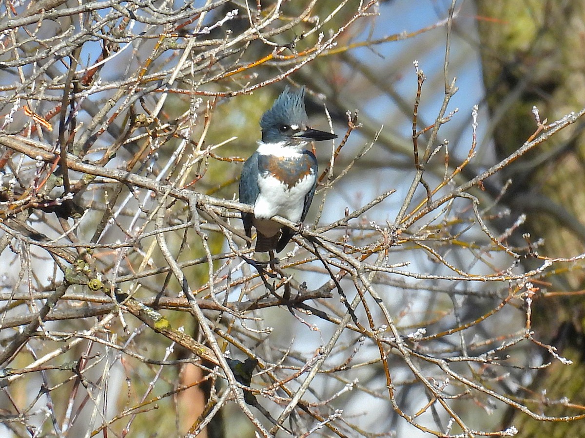 Belted Kingfisher - ML612103236