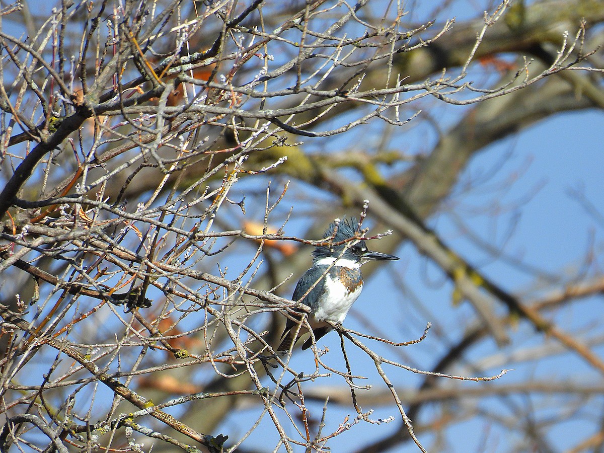 Belted Kingfisher - ML612103237