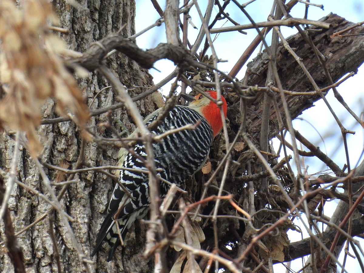 Red-bellied Woodpecker - ML612103255