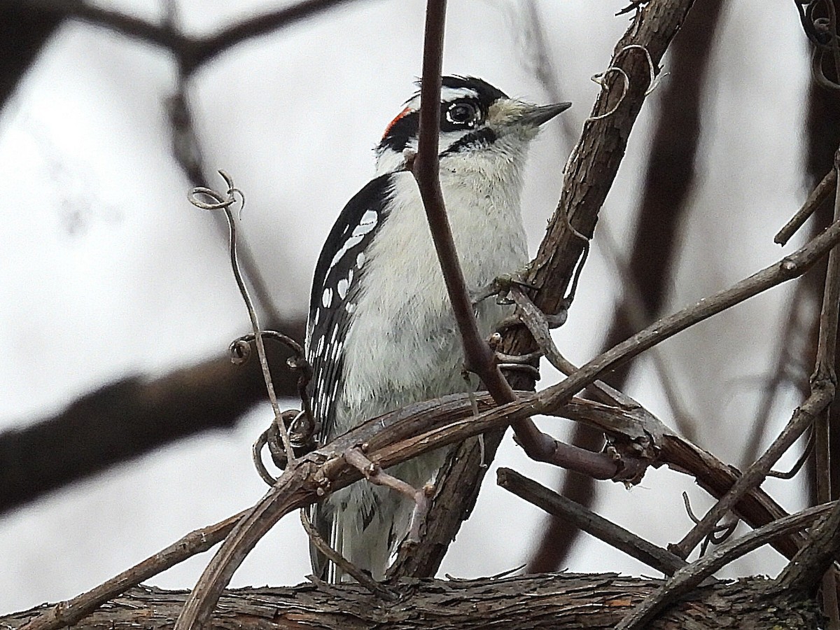 Downy Woodpecker - ML612103282
