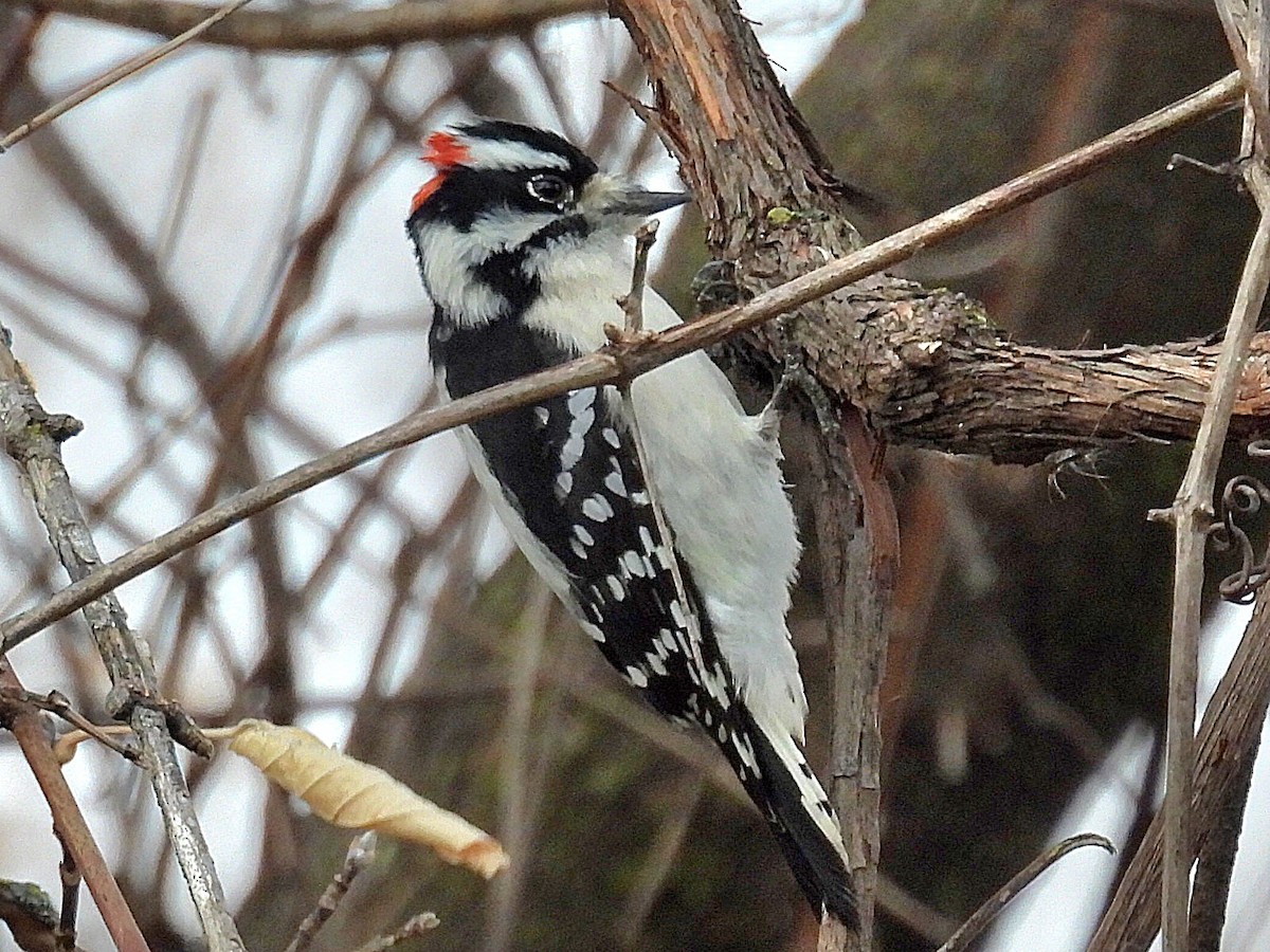 Downy Woodpecker - ML612103283